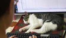 Nuo streso Japonijos darbuotojus gelbsti biuruose gyvenantys katinai