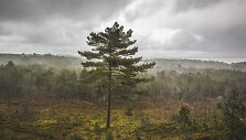 Kur&scaron;ių nerijos nacionalinis parkas