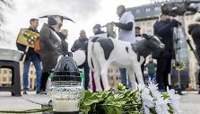 Prie Vyriausybės ūkininkų protestas dėl pieno supirkimo kainų