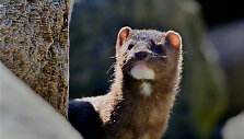 Robert McGouey/Wildlife / Alamy