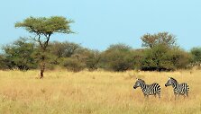 Tanzanija &ndash; &scaron;alis tiems, kurie mėgsta laukinius gyvūnus