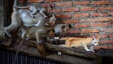 Makakos Lopburio mieste Tailande
