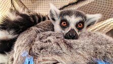 Valentino diena zoologijos sode? &bdquo;Zoopark&ldquo; kviečia dvi dienas paskirti meilei