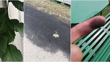 &Scaron;venčionių gatvės gyventojai skundžiasi &bdquo;juoduliais&ldquo; savo namuose
