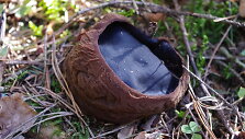 Paprastasis taukius