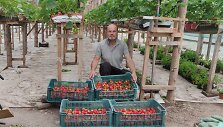 &bdquo;Ogmios miesto&ldquo; ūkininkų turguje &ndash; netikėti vasaros skonių deriniai: pirmąsias bra&scaron;kes kviečia ragauti gurmani&scaron;kai 