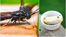 Nutūpdama ant maisto musė gali perne&scaron;ti įvairias infekcijas