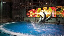 Lietuvos jūrų muziejaus delfinariume &ndash; sniego pasaka su delfinais.