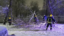 Nuvirtę medžiai B.Sruogos gatvėje