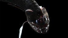 Idiacanthus antrostomas