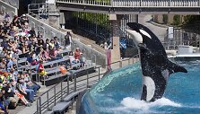 Orkų pasirodymas San Diego &bdquo;SeaWorld&ldquo; parke