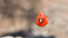 &bdquo;Audubon&ldquo; fotografijos apdovanojimų geriausios 2016 m. pauk&scaron;čių nuotraukos