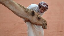 Berniukas žaidžia su kupranugariu Saudo Arabijoje