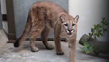 Puma / JULIE LARSEN MAHER / AFP