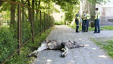 Vilniuje žuvo į gyvenamąjį kvartalą atklydęs briedis