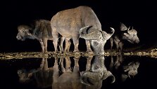 Pietų Afrikos Respublikos gamtos rezervate užfiksuoti naktį vandenį geriantys gyvūnai