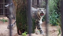 Snieginis leopardas