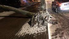 Palangoje stiprus vėjas vertė medžius