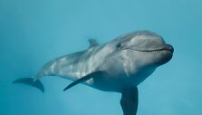 Delfinas (asociatyvi nuotr.)