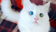 10 tūkst. sekėjų tinkle &bdquo;Instagram&ldquo; turinti katė Alos