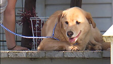 Labradorė Cleo