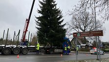 Klaipėdos universiteto Botanikos sode i&scaron;auginta eglė papuo&scaron; uostamiestį per didžiąsias metų &scaron;ventes.