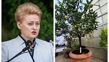 Prezidentės D.Grybauskaitės citrinmedis prieglobstį rado VU Botanikos sodo &scaron;iltnamyje.