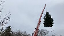 Klaipėdą papuo&scaron;ianti eglė užaugo Botanikos sode.