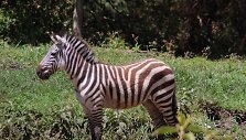 Zebras