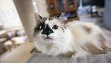 &bdquo;Cat Cafe&ldquo; kavinės akimirka