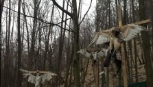 V.Janukovyčiaus viloje nukryžiuoti sakalai