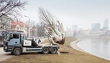  Sostinėje atsodinta vandalų nukirsta liepa Neries krantinėje