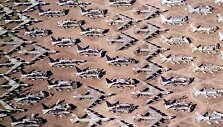 Arizonos dykumoje esančios Boneyard kapinės, kuriose saugomi nenaudojami kariniai lėktuvai