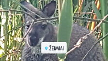 Dingęs kengūriukas Ajezulis 