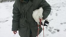 Kur&scaron;ių nerijos nacionalinio parko darbuotoja per žiemą rūpinsis užsilikusiu gandru Juze. 