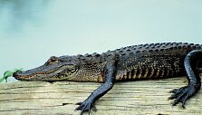 Aligatorius