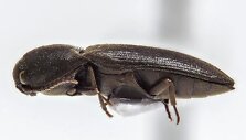 Medienvabalis