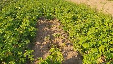 Vagi&scaron;ių i&scaron;kastas daržas Kretingos rajone, Kretingsodžio kaime