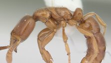Hypoponera punctatissim