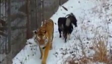 tiger-goat-spark-up-unlikely-friendship-in-russia-zoo