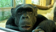 Berlyno zoologijos sodas &ndash; vienas lankomiausių turistų objektų