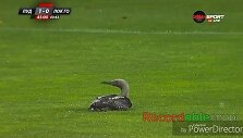 Antis įskrido į stadioną
