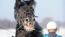 Sartų lenktynės vyko jau 106-ąjį kartą