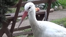 Raseiniuose pasilikęs gandras
