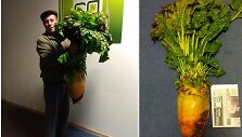 Kazimieras kartu su žmona vos i&scaron; žemės i&scaron;rovė 14,5 kilogramo sveriantį runkelį