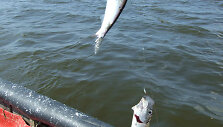  &Scaron;ią savaitę strimėlių kibimas toks aktyvus, kad vienu metimu galima i&scaron;traukti tris-keturias žuvis