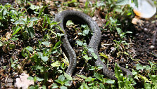 Paprastoji angis