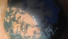 Į Lietuvos ežerus paleista apie 95 tūkstančių &scaron;amų jauniklių.