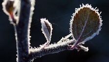 Pageltusią gamtą nelaisvėn ima rytinis &scaron;altukas