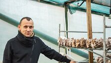 I&scaron;skirtinius grybus augina ūkininkas i&scaron; Piniavos, Andrius Dilinda. Tiesa, pats ūkis įsikūręs Kupi&scaron;kio rajone, &Scaron;aukli&scaron;kiuose
